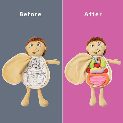 Human Body Model Anatomy