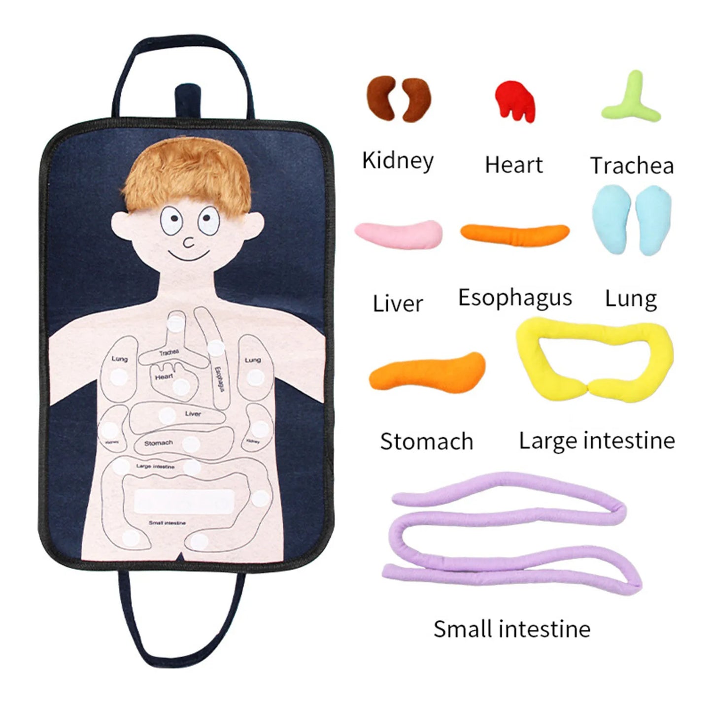 Human Body Model Anatomy