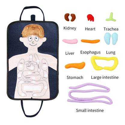 Human Body Model Anatomy